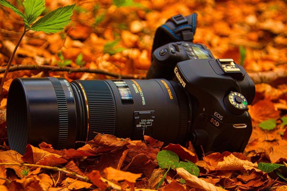 Canon Camera Best Camera For Nature Photography 2020 Photography