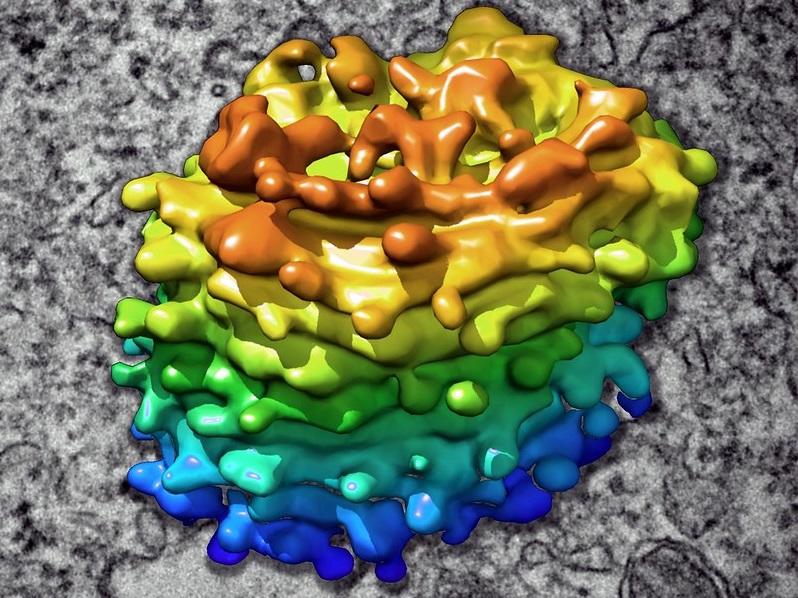 Aparatul Golgi văzut la microscop electronic