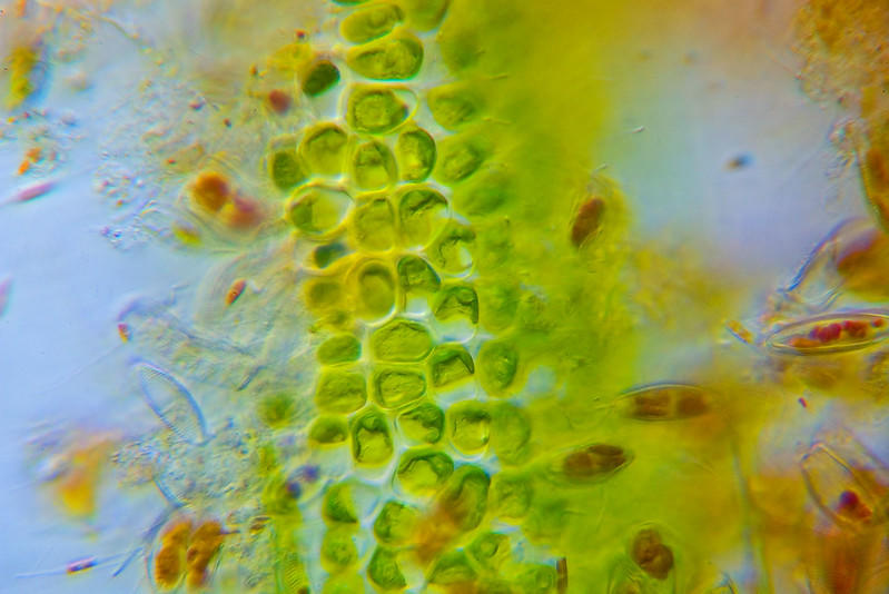 Celulele vegetale au o structură destul de uniformă