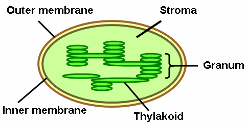 Grana de tilacoide cu tilacoide intergranale