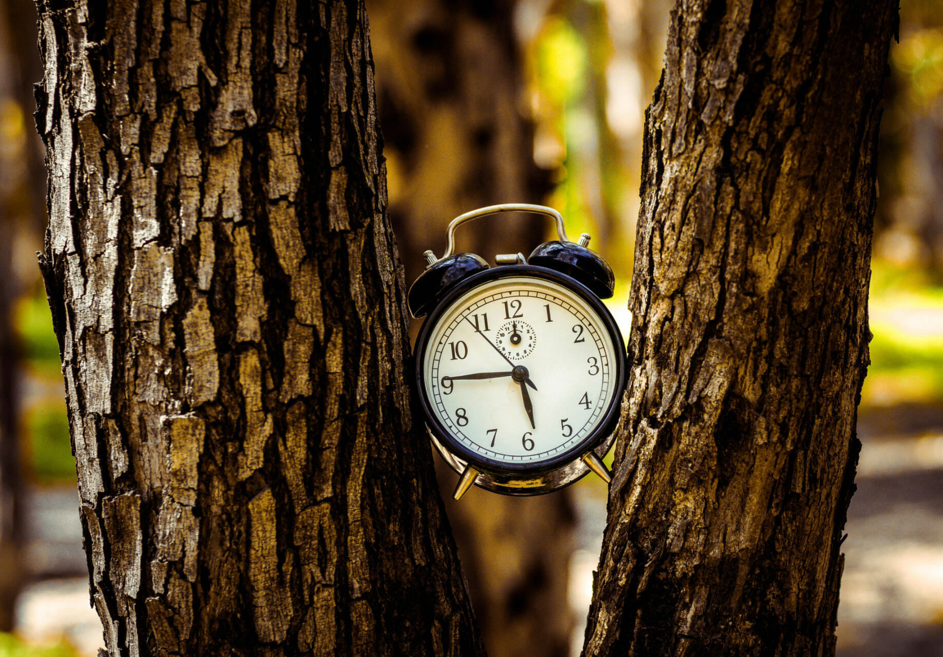 Clock between two trees 