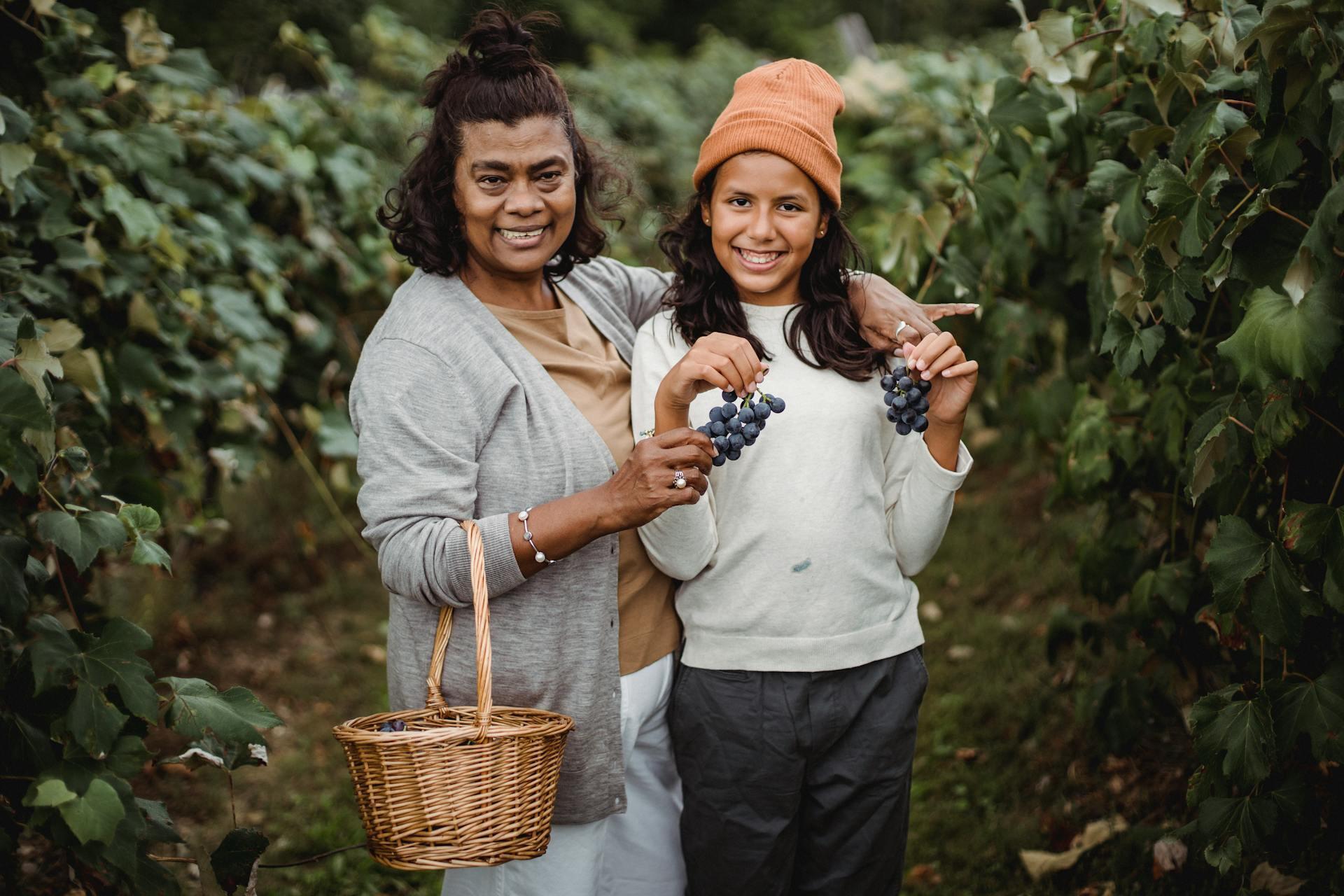 Adult and child picking grapes