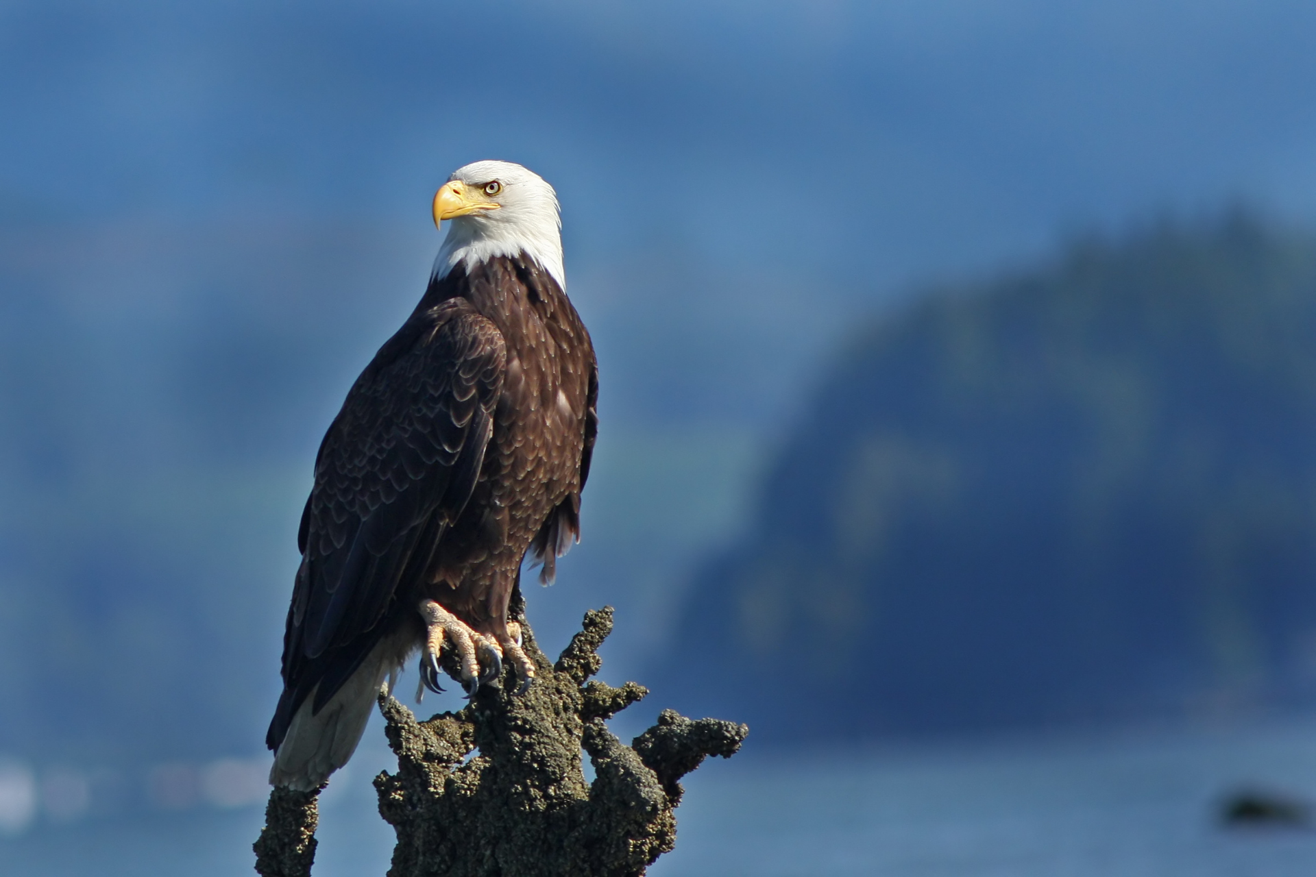 an eagle perched on a treetop