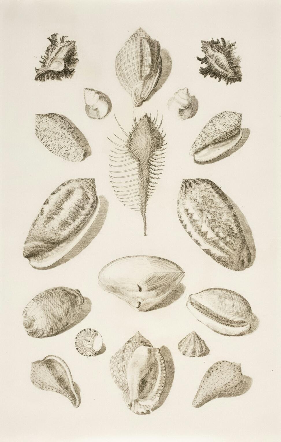 scientific diagram of various shells of different shapes and sizes 