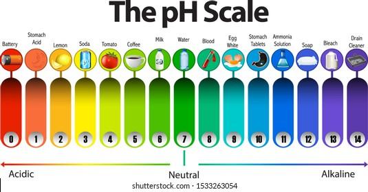 Ph scale showing the acidic, neutral, and alkaline region