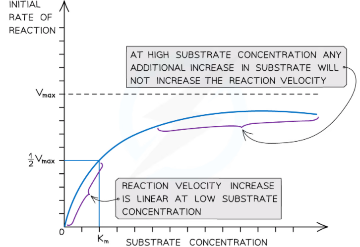 Factors Affecting the Enzyme Action | Superprof