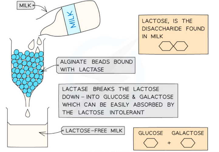 Effect of Reversible Inhibitor on Enzyme Action Superprof