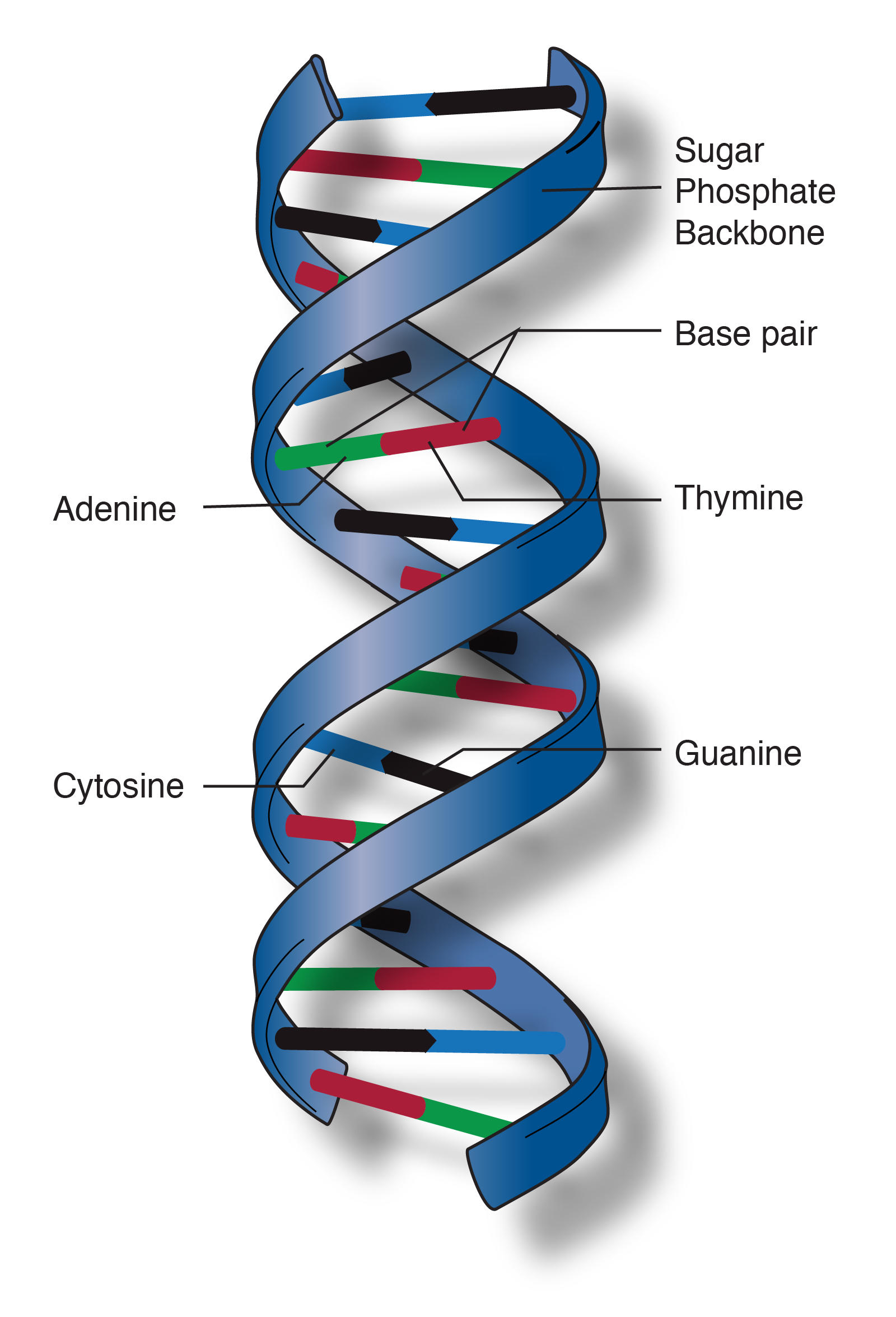 Structure of DNA Molecule Superprof