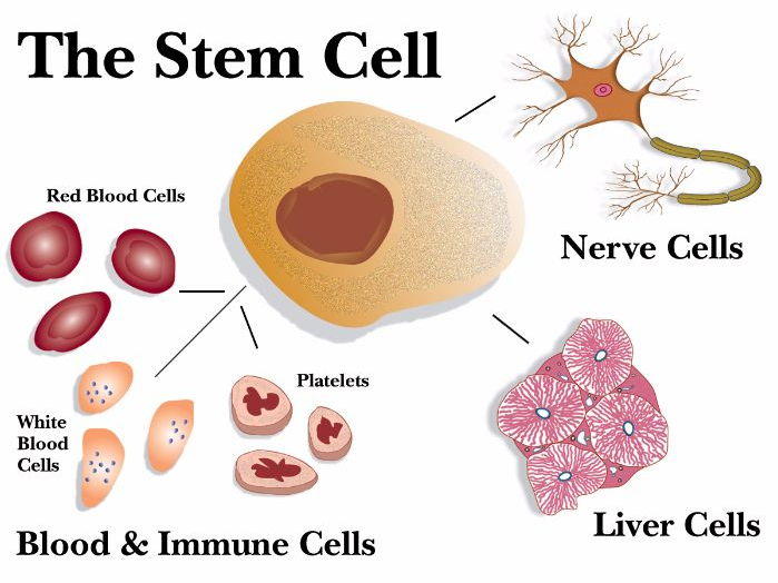 Role of Stem Cells Superprof
